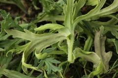 Peronospora arborescens