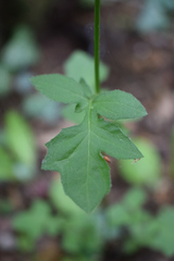 Lapsana communis intermedia