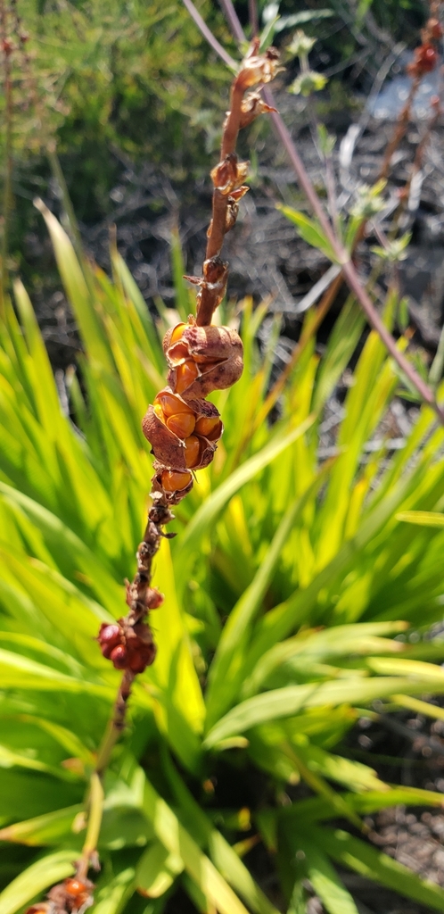 Chasmanthe floribunda, Laguna Beach, CA 92651, USA, by chrishargreaves