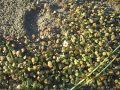 Samolus repens repens