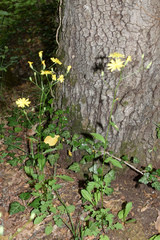 Lapsana communis intermedia