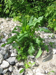 Lactuca serriola