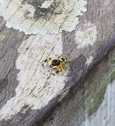 Thiania latefasciata