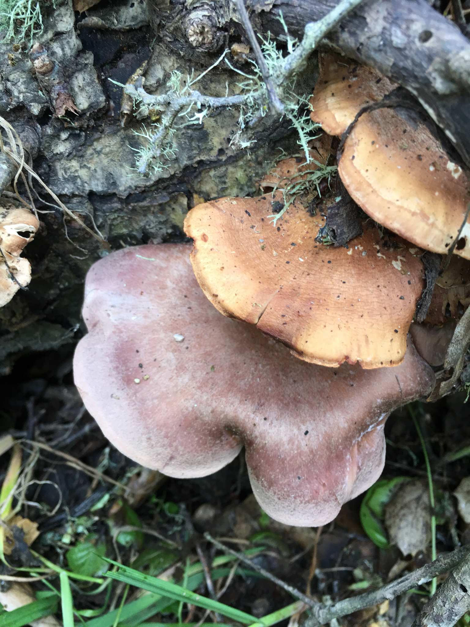 Panus conchatus image