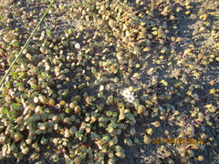 Samolus repens repens