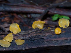 Heterotextus miltinus