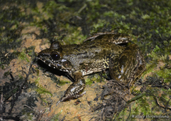 Fejervarya cancrivora