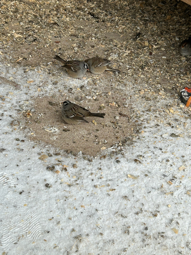 White-crowned Sparrow