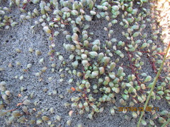 Samolus repens repens