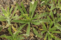 Echium vulgare