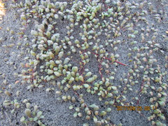 Samolus repens repens