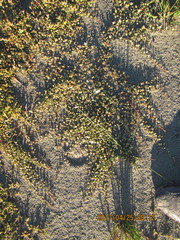 Samolus repens repens