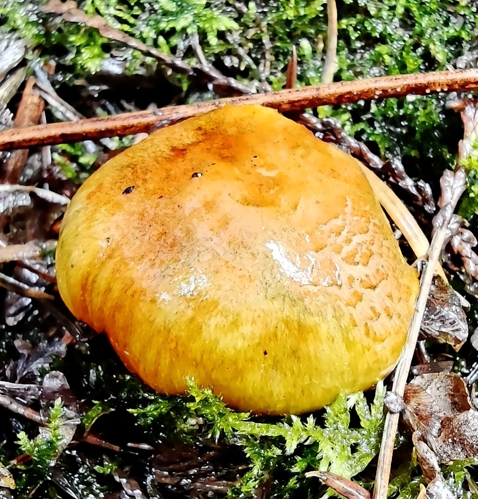 Necklace Tricholoma · September 2026 · photo: Photo: no rights reserved · iNaturalist
