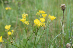 Ranunculus neapolitanus