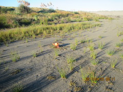 Samolus repens repens