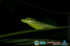 Anolis gemmosus