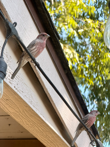 House Finch