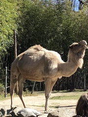 Camelus