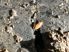 Trichoniscus pusillus