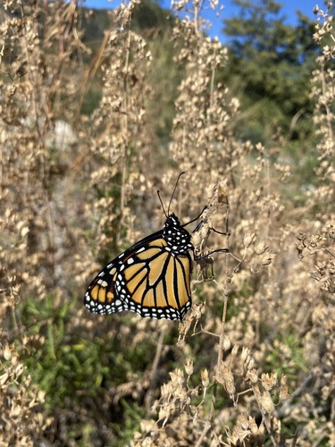 Monarch