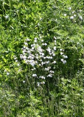 Angiospermae