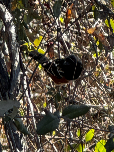 Spotted Towhee