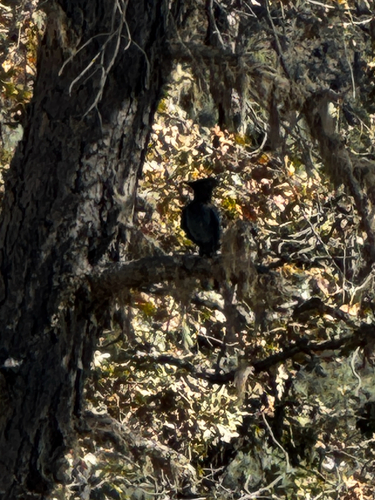 Steller's Jay