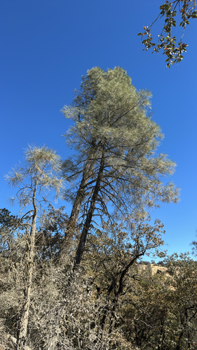 gray pine