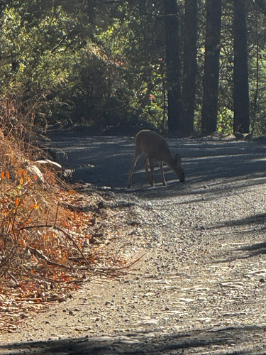 Mule Deer