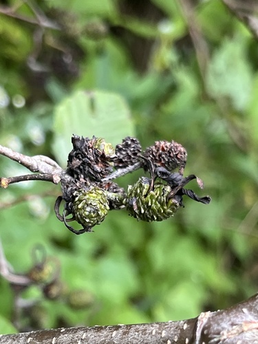 Taphrina robinsoniana, 2026-09-28