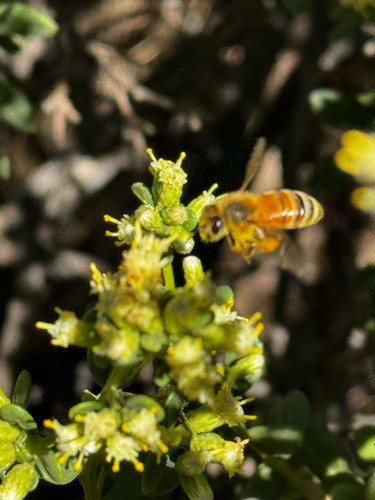 Western Honey Bee