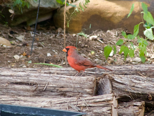 Northern Cardinal