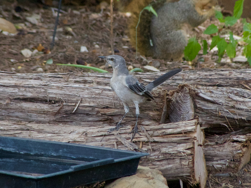 Northern Mockingbird