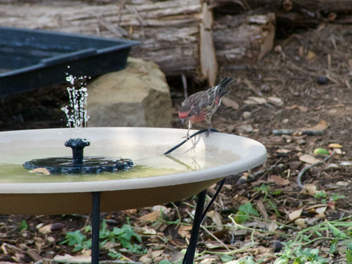 House Finch