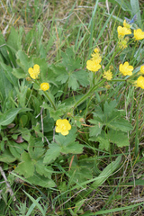 Ranunculus neapolitanus