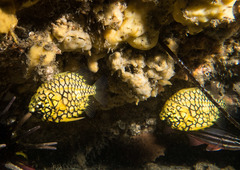 Cleidopus gloriamaris