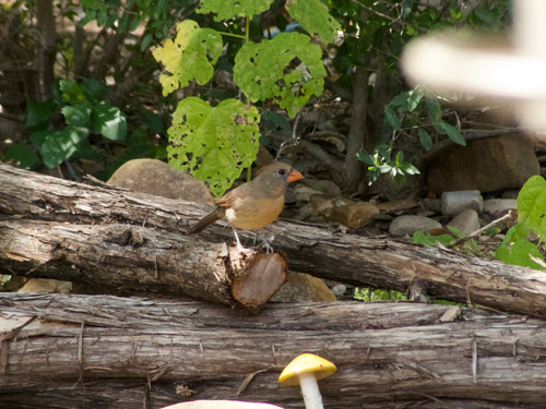 Northern Cardinal