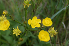 Ranunculus neapolitanus