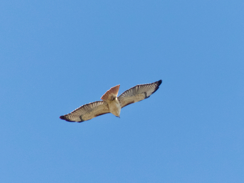 Red-tailed Hawk