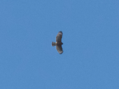 Red-shouldered Hawk