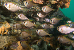 Pempheris compressa