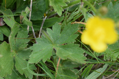 Ranunculus neapolitanus