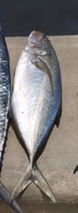 Caranx bartholomaei
