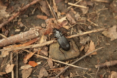 Pterostichus lachrymosus