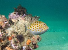 Anoplocapros inermis