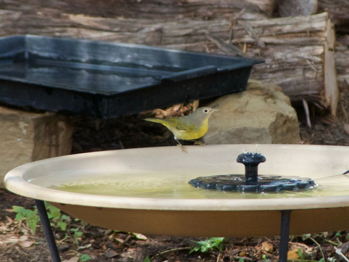 Nashville Warbler