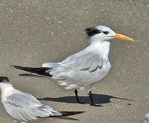 Charrán real (Thalasseus maximus)