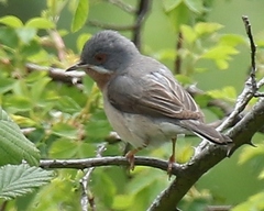 Curruca cantillans albistriata
