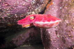 Sepia mestus