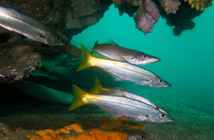 Dinolestes lewini